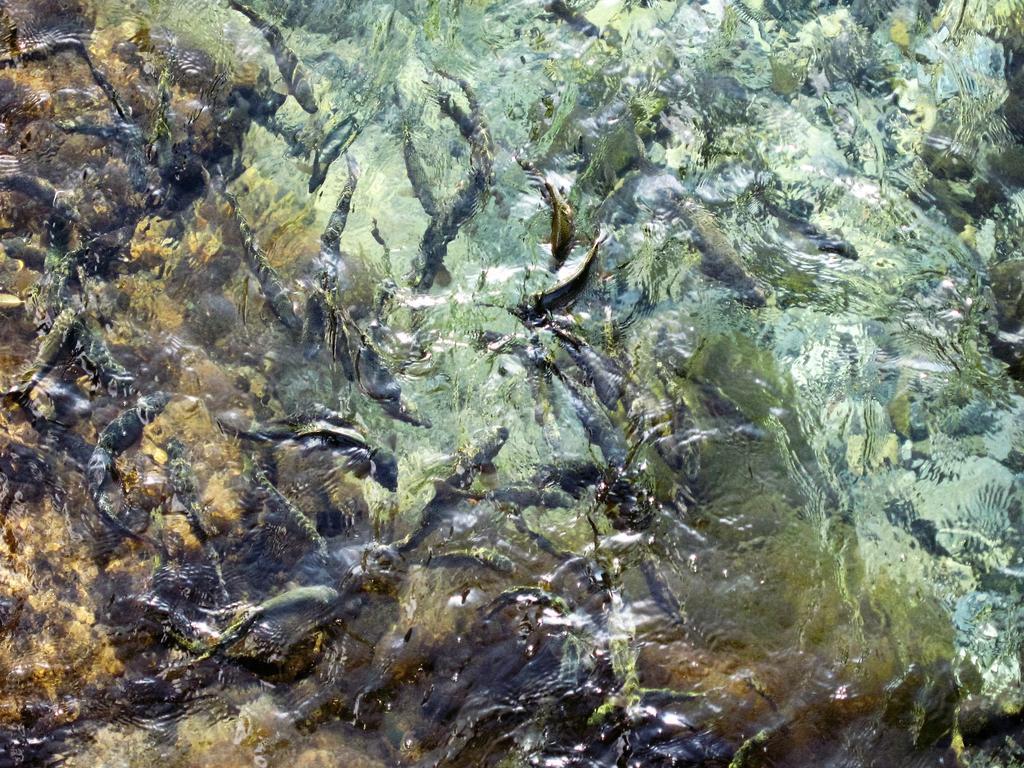 Masugen Ryokan Tenkawa Bagian luar foto